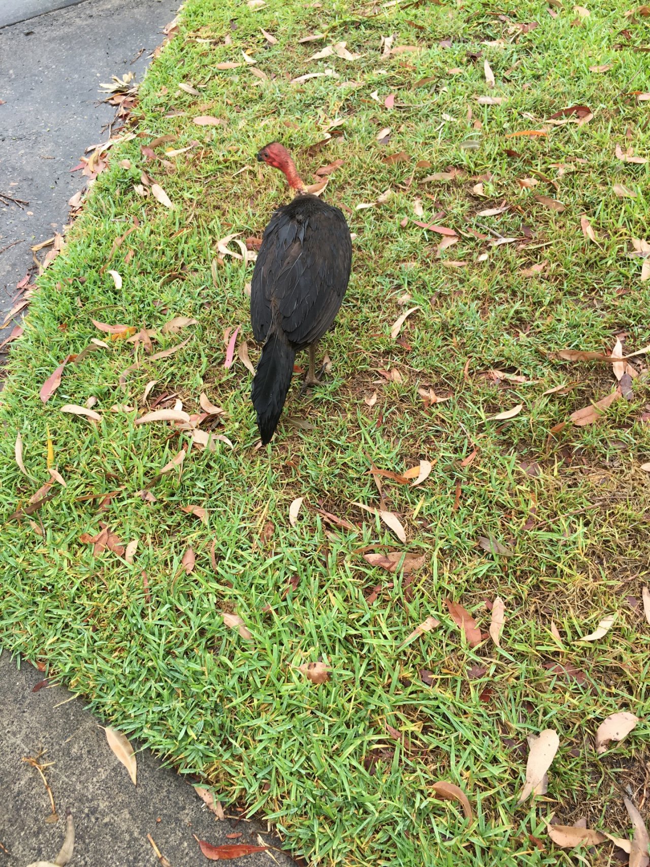 Brush-turkey in Big City Birds App spotted by Margaret Scott on 16.12.2020