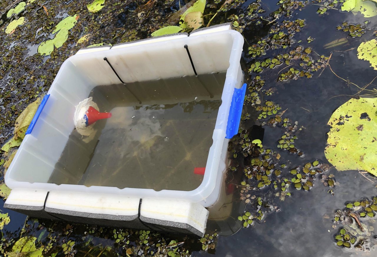 Tadpole trapping in Cane Toad Challenge App spotted by Hans Erken on 26.01.2021