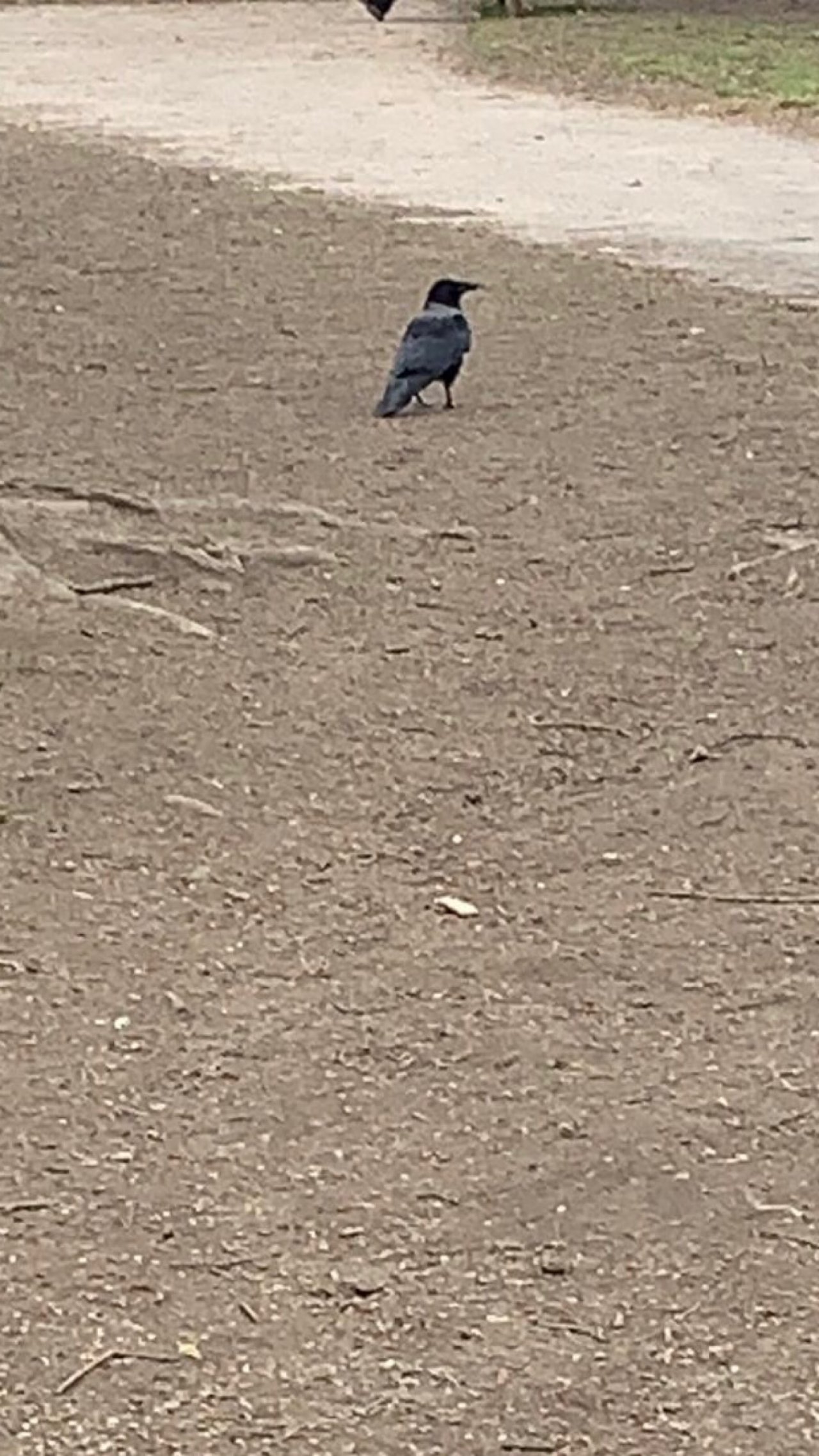 Hooded Crow in KraMobil App spotted by Krarin on 04.03.2021