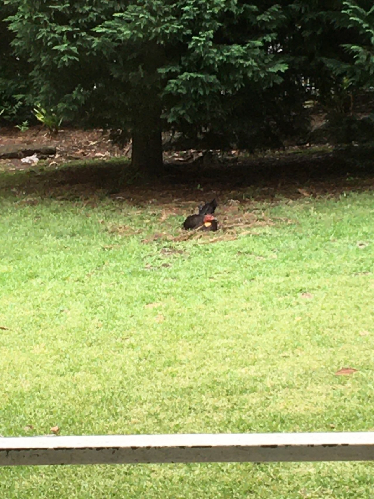 Brush-turkey in Big City Birds App spotted by BushBaby on 01.01.2021