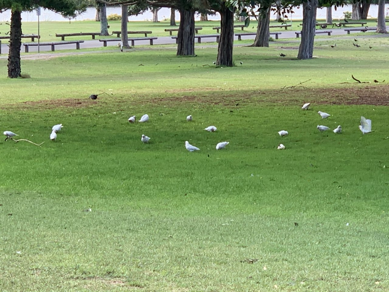 Little Corella in Big City Birds App spotted by John Martin on 16.02.2021