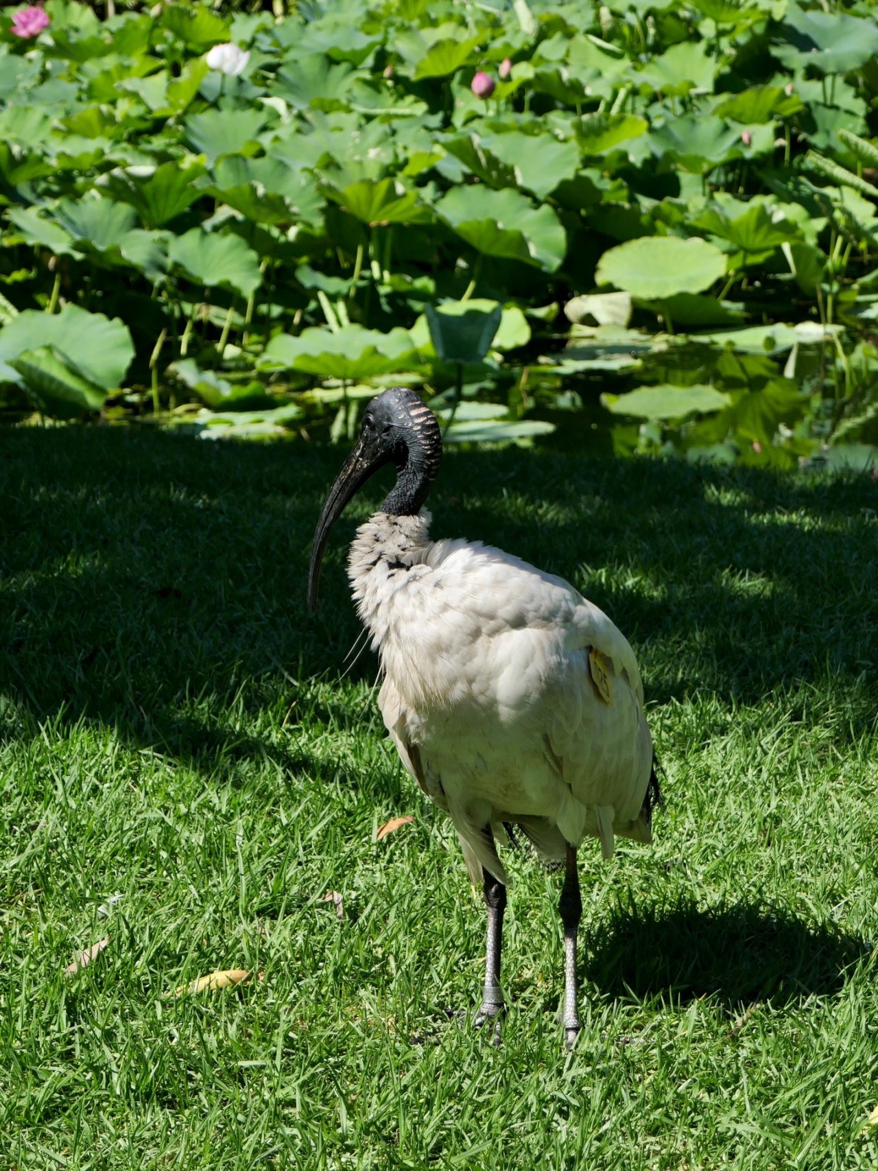 White Ibis in Big City Birds App spotted by Bella0721 on 27.12.2020