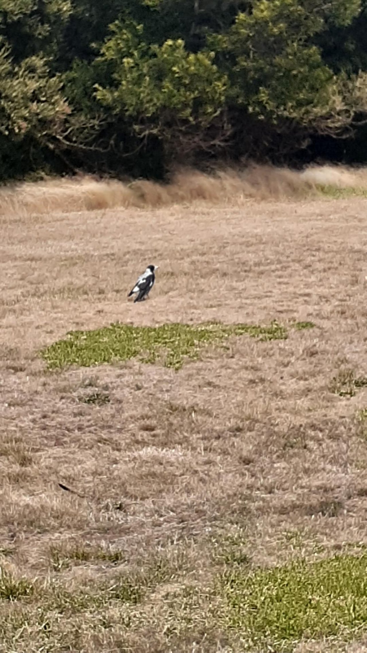 Australian Magpie in ClimateWatch App spotted by Luke, Plip on 25.02.2021