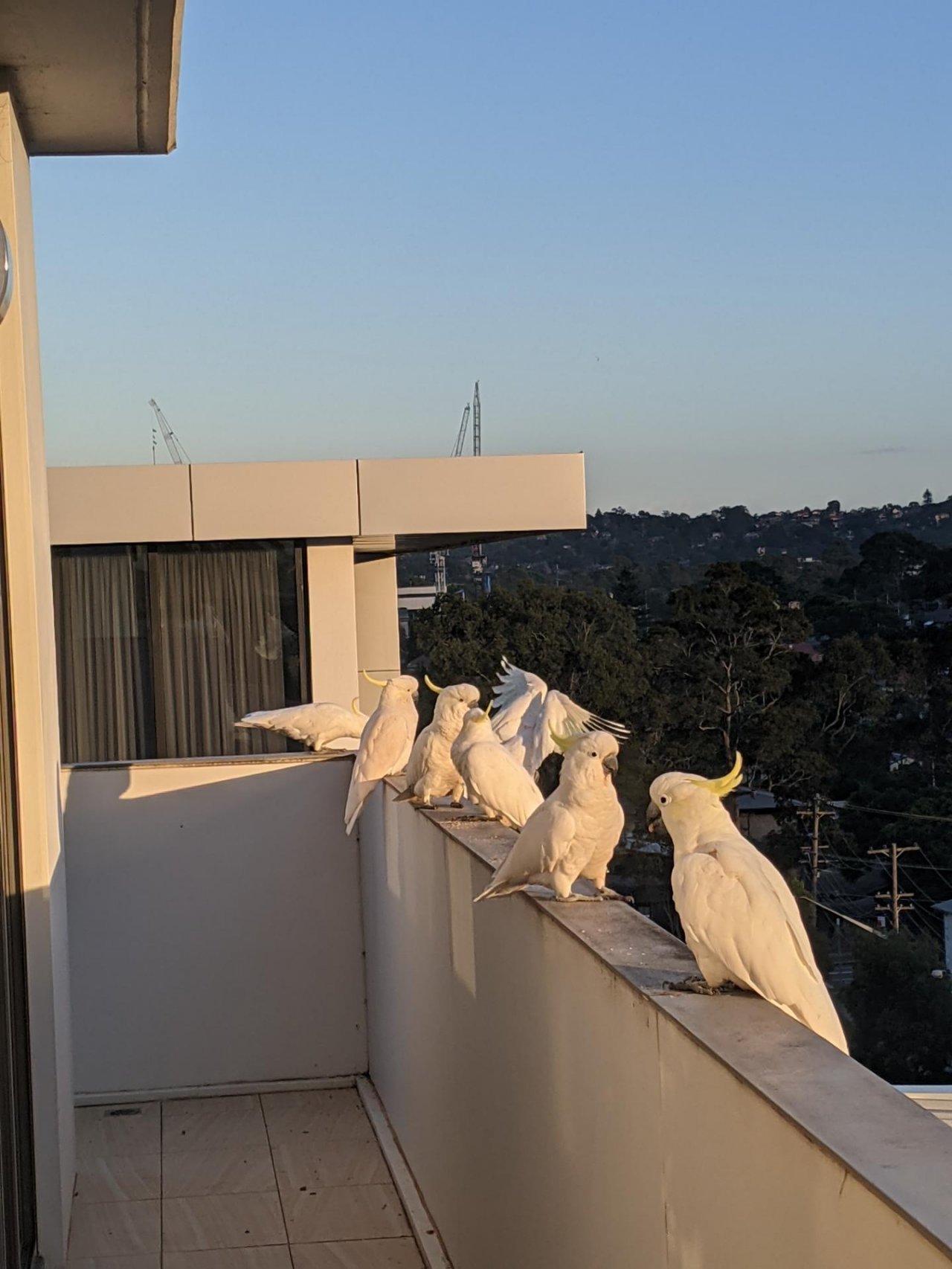 Sulphur-crested Cockatoo in Big City Birds App spotted by biancag on 04.03.2021