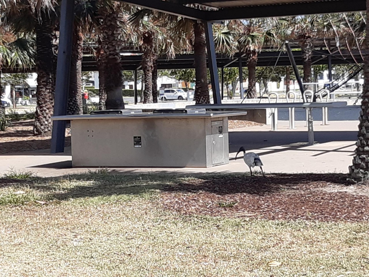 Ibis searching the ground. Picking up scraps from picnics and  insects 