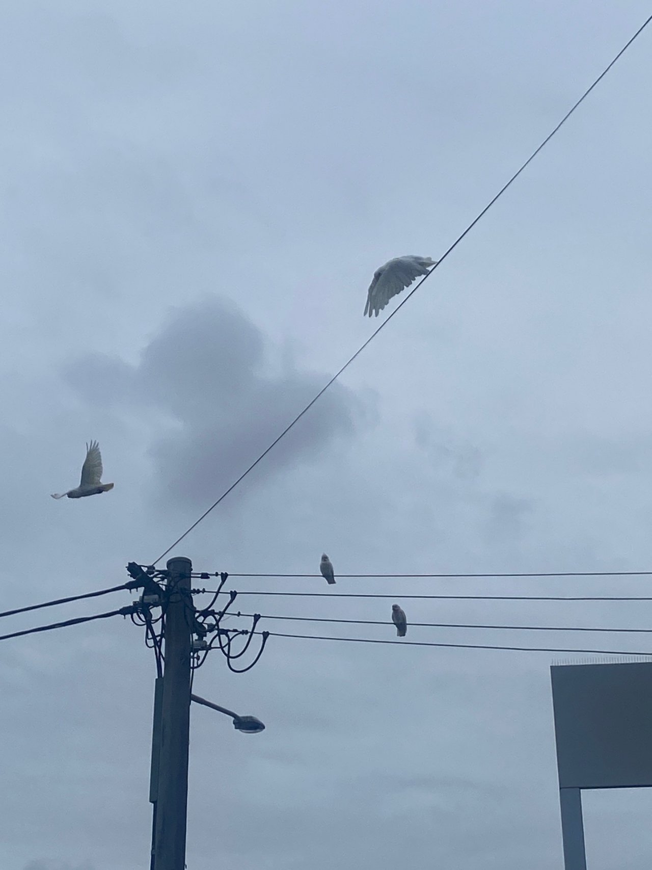 Long-billed Corella in Big City Birds App spotted by Scurge on 23.02.2021