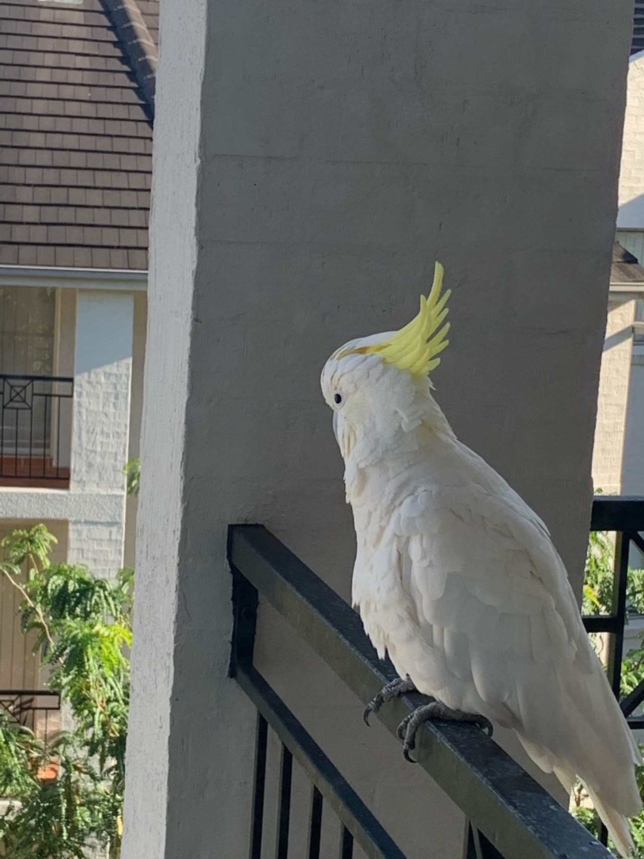 The bird flew to my balcony after looking at me stand there, 