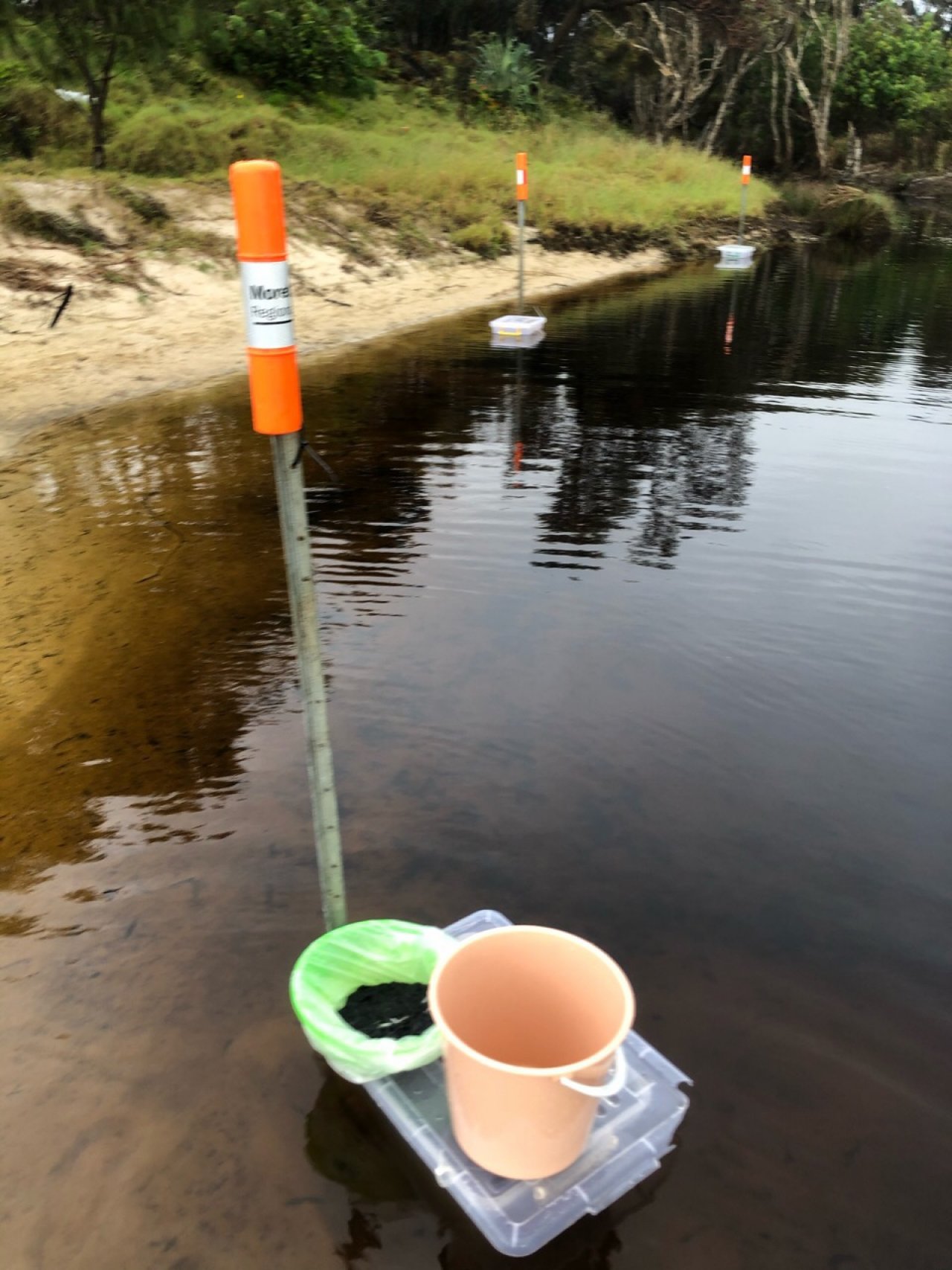 Tadpole trapping in Cane Toad Challenge App spotted by Peter Alexander on 21.02.2021