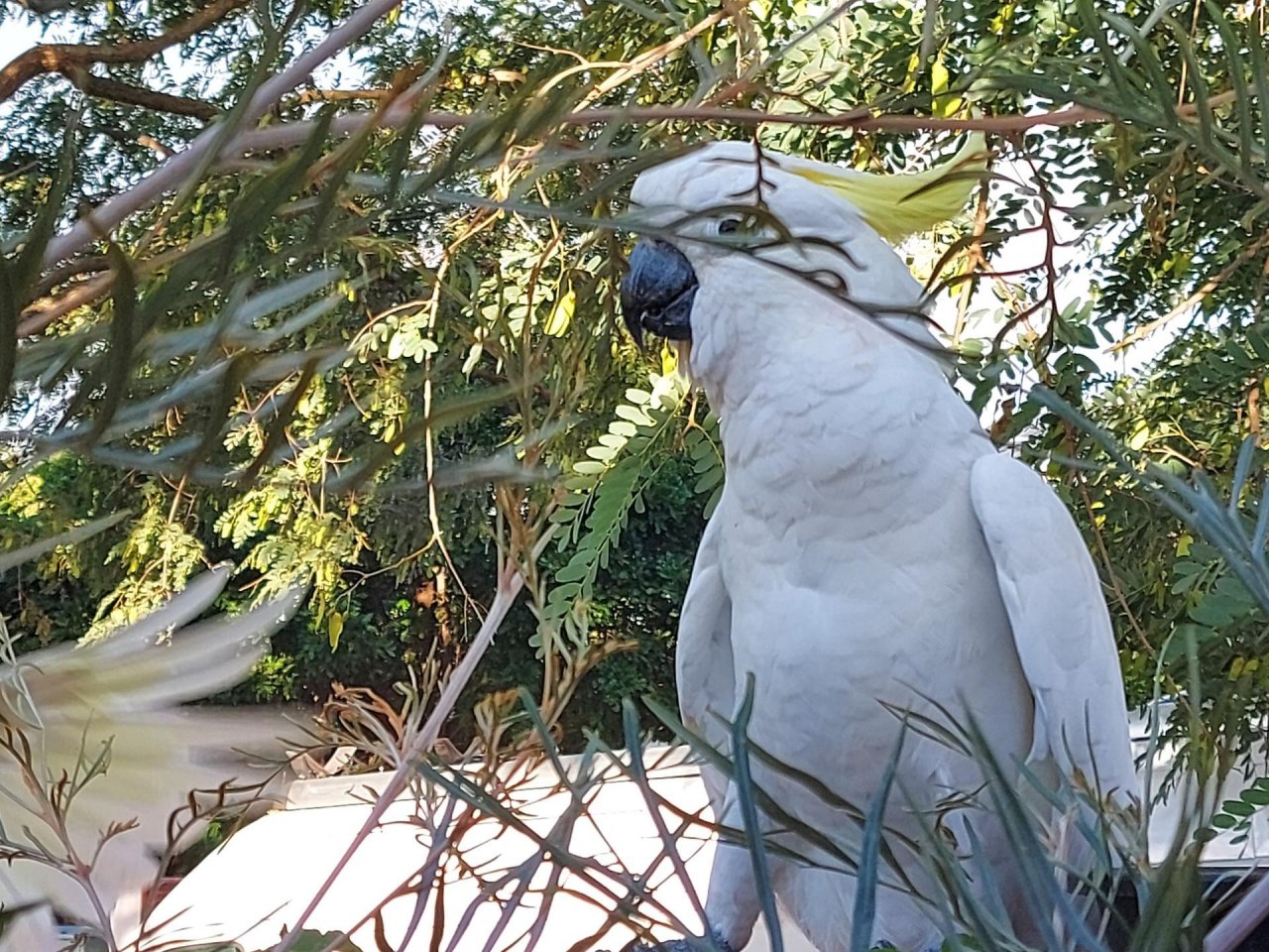 Sulphur-crested Cockatoo in Big City Birds App spotted by Feather on 17.02.2021