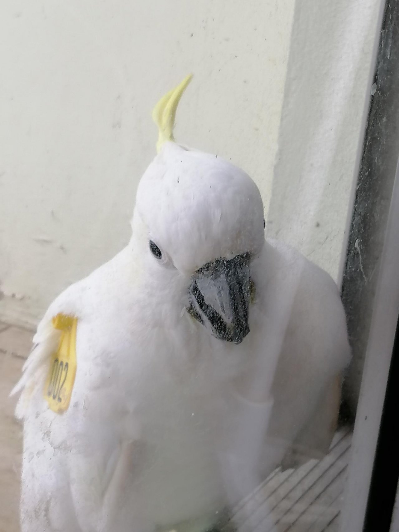 Sulphur-crested Cockatoo in Big City Birds App spotted by Loudboy on 29.12.2020