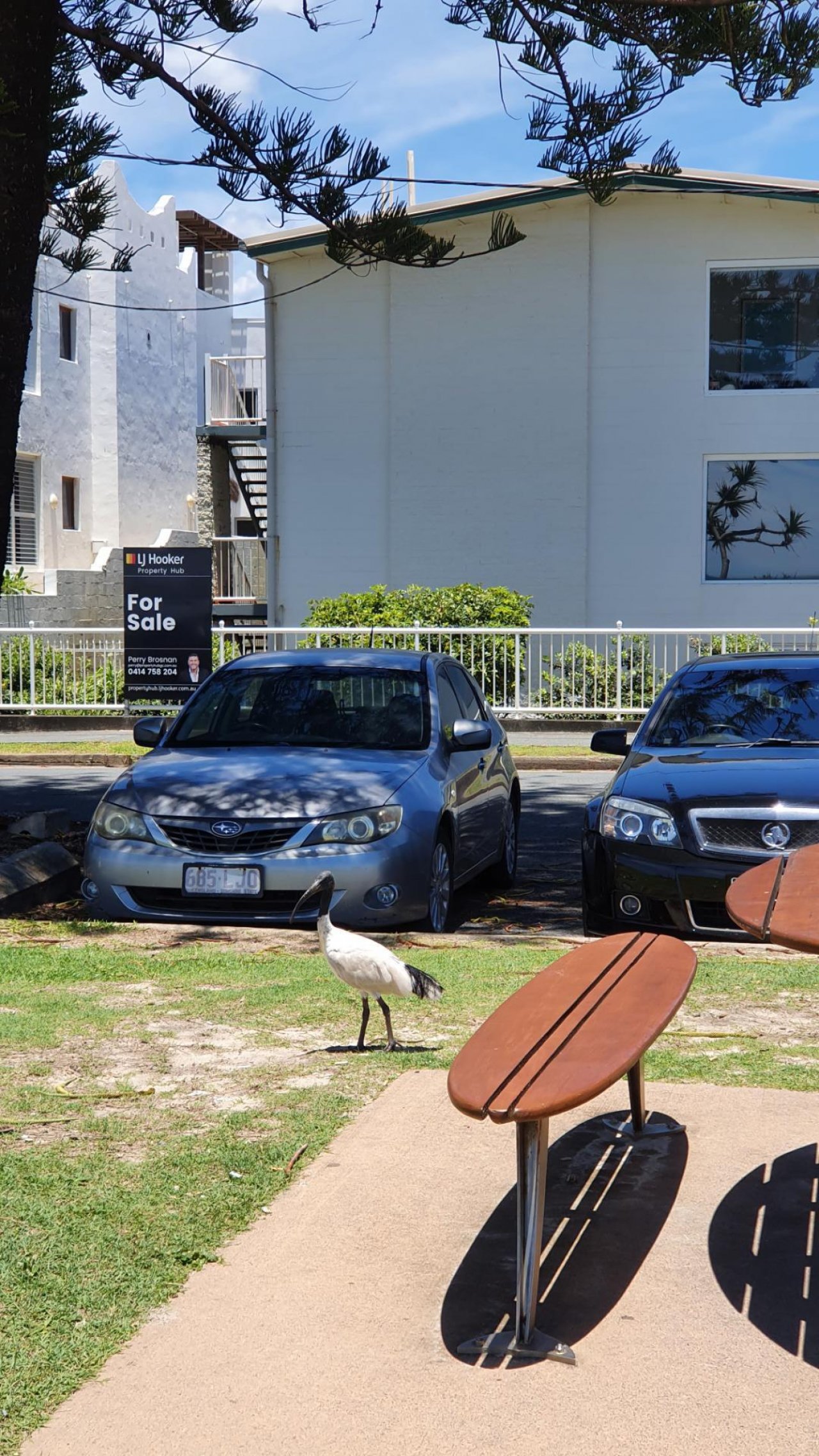 White Ibis in Big City Birds App spotted by Amber on 23.12.2020