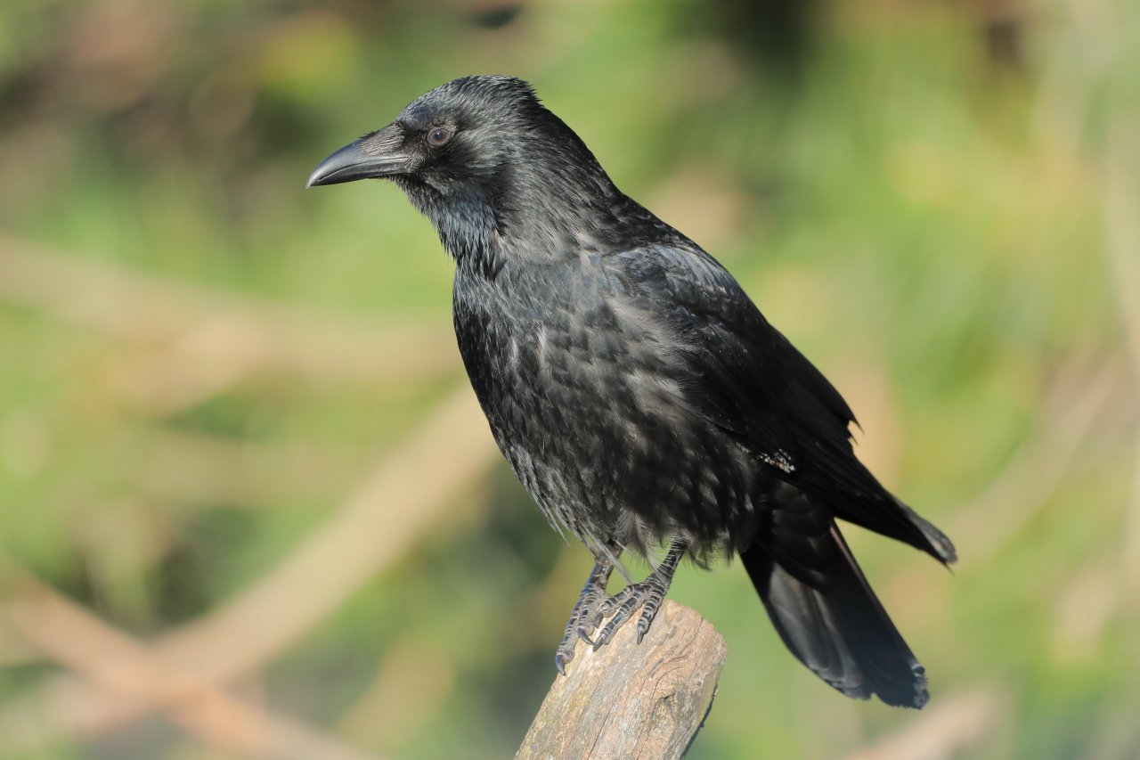 Carrion Crow in KraMobil App spotted by Gjafall on 14.02.2021