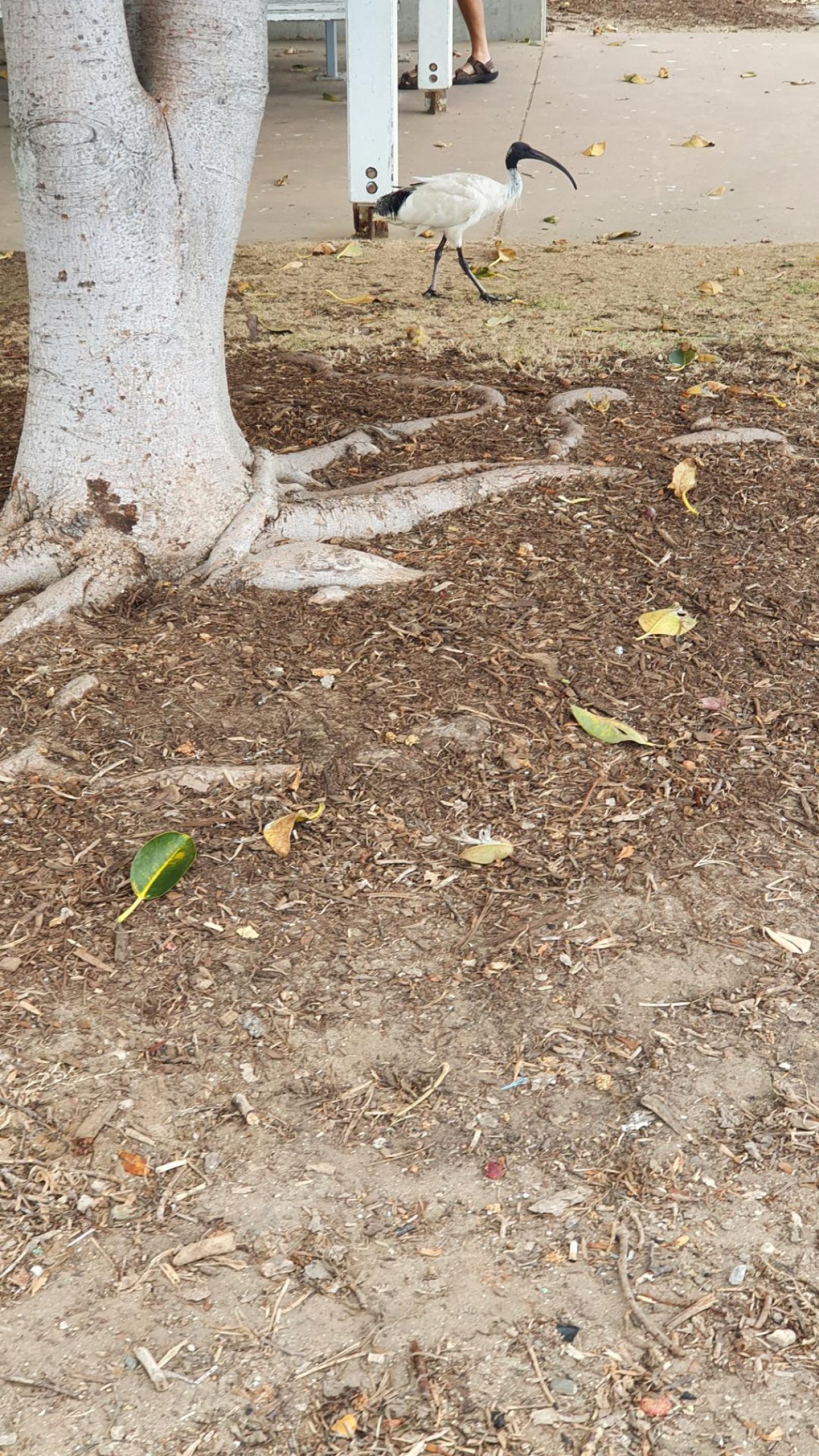 White Ibis in Big City Birds App spotted by Amber on 26.12.2020