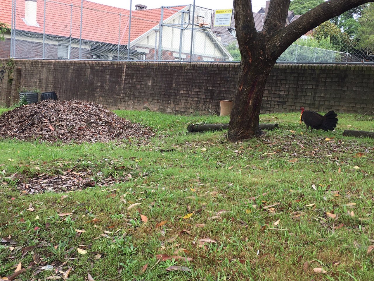 Brush-turkey in Big City Birds App spotted by rabsda on 22.12.2020