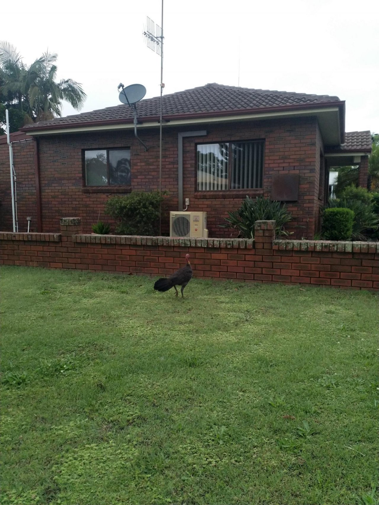 Brush-turkey in Big City Birds App spotted by DUnitt on 31.12.2020