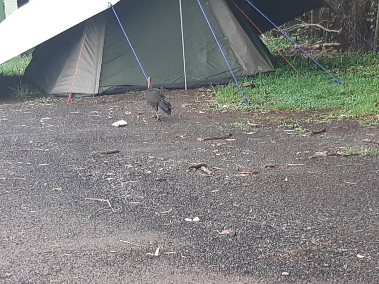 Brush-turkey in Big City Birds App spotted by Feather on 07.01.2021