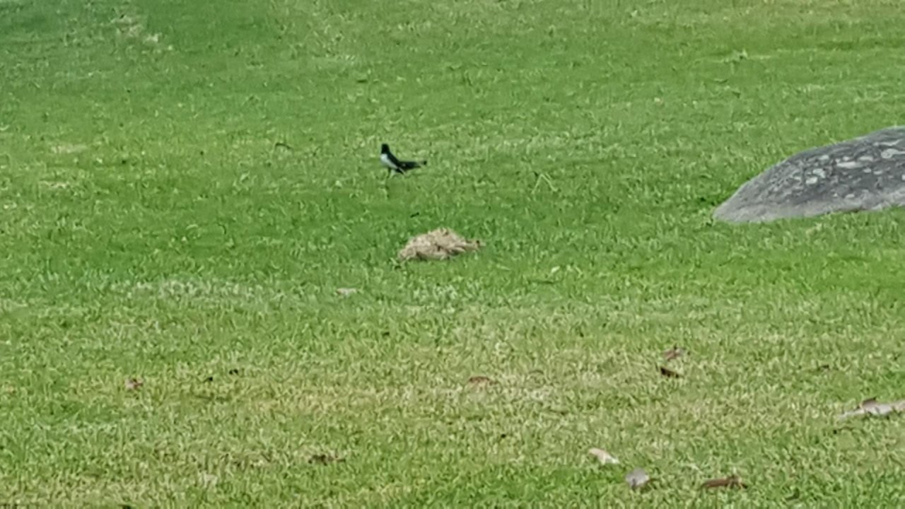 Willie Wagtail in ClimateWatch App spotted by VR Nathan on 16.12.2020