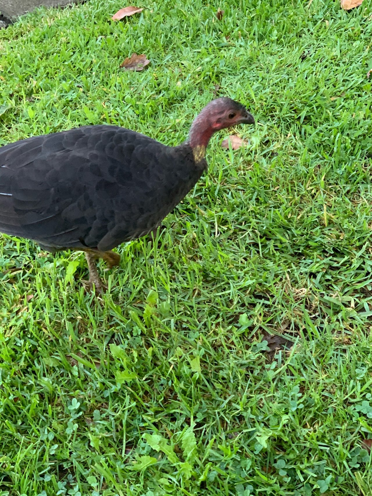 Brush-turkey in Big City Birds App spotted by John Martin on 26.02.2021