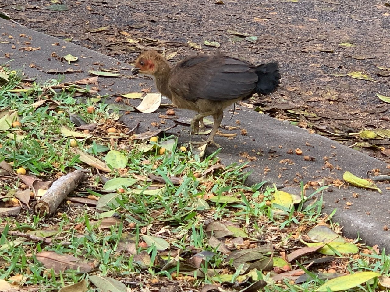 Brush-turkey in Big City Birds App spotted by John Martin on 15.12.2020