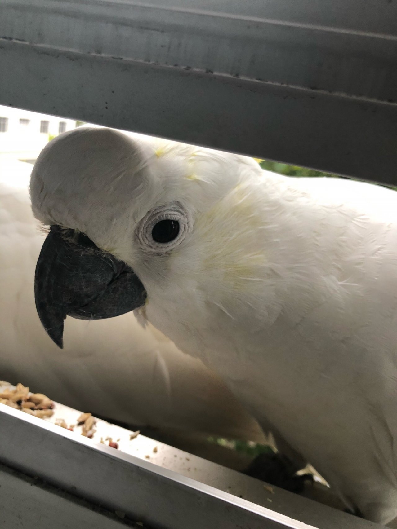 Sulphur-crested Cockatoo in Big City Birds App spotted by Lexie on 30.12.2020