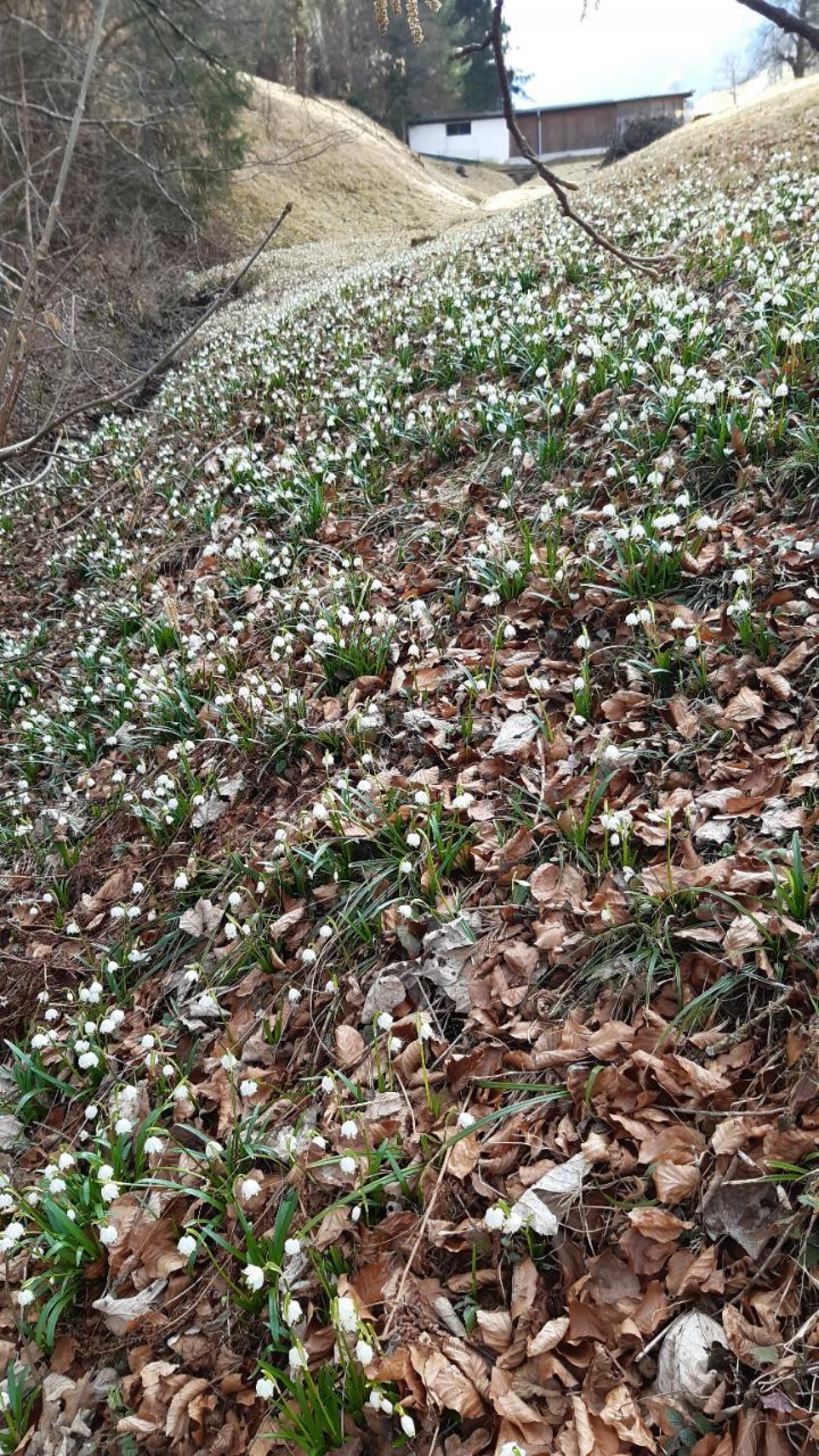 Frühlingsknotenblume in Naturkalender App spotted by Steinbock on 07.03.2021