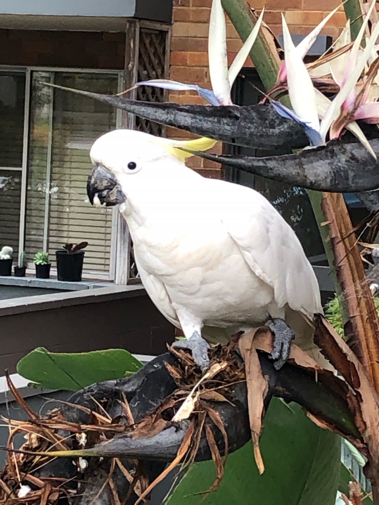 Sulphur-crested Cockatoo in Big City Birds App spotted by Cockie on 01.01.2021