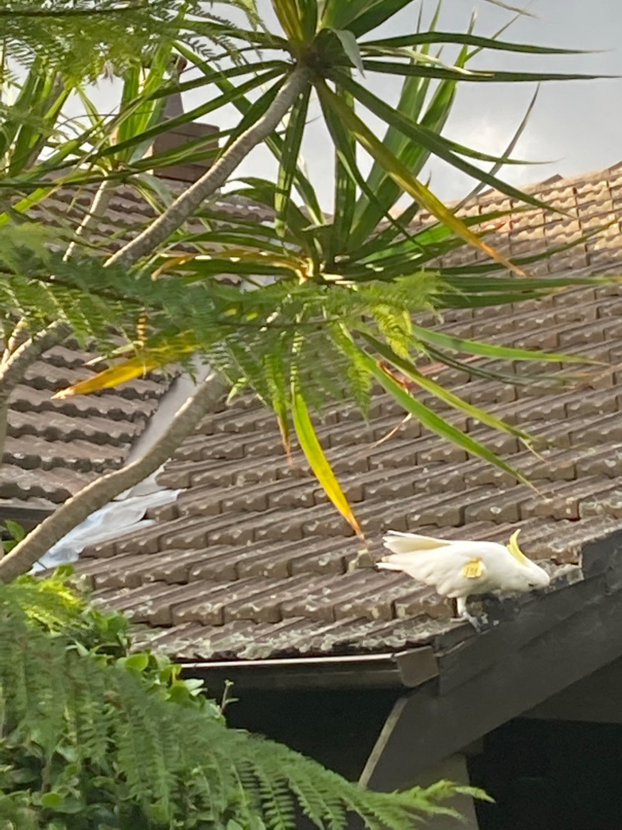 Sulphur-crested Cockatoo in Big City Birds App spotted by Justine O’Brien on 11.12.2020