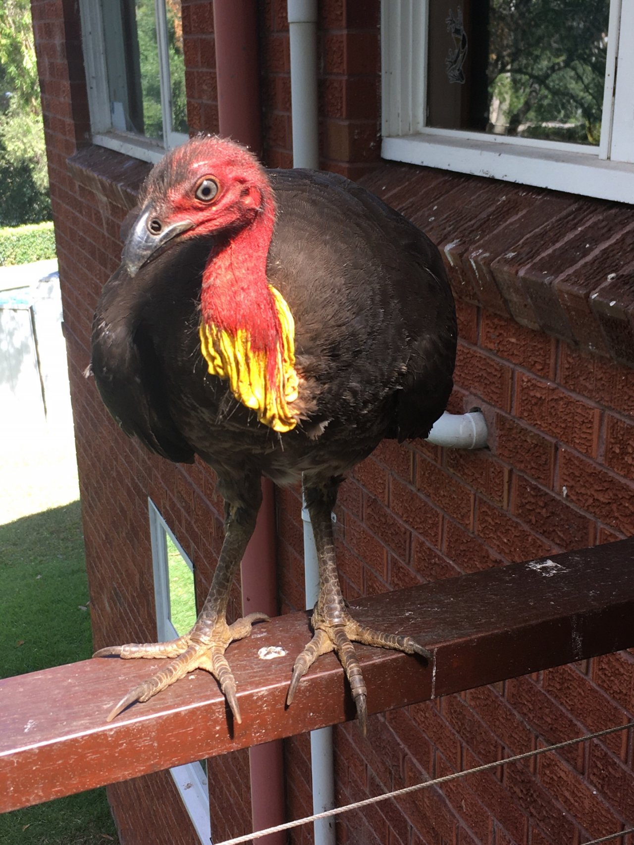 Brush-turkey in Big City Birds App spotted by Margaret Scott on 23.01.2021