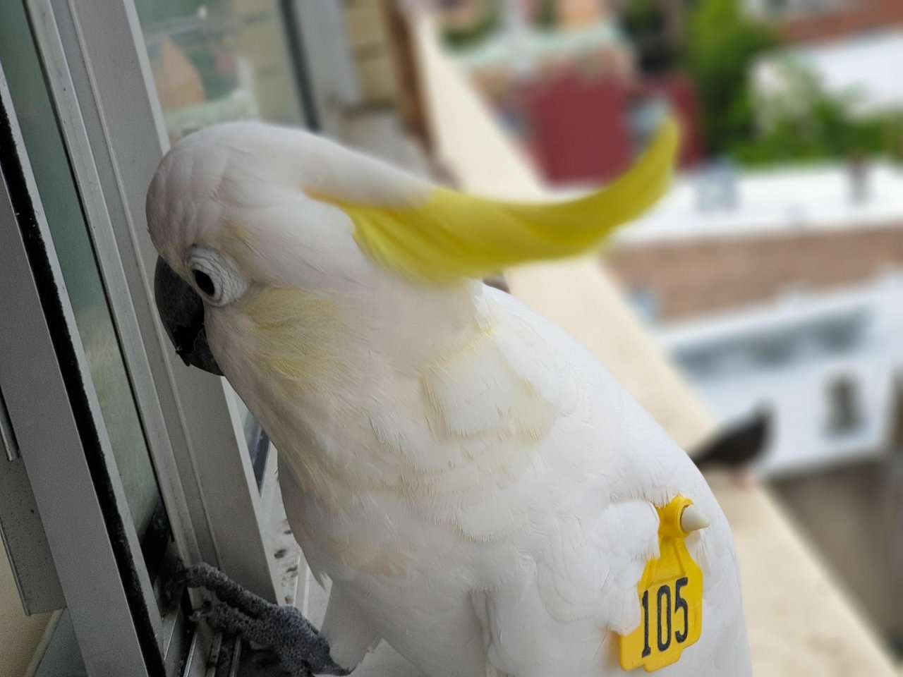 Sulphur-crested Cockatoo in Big City Birds App spotted by TomMassey on 21.12.2020