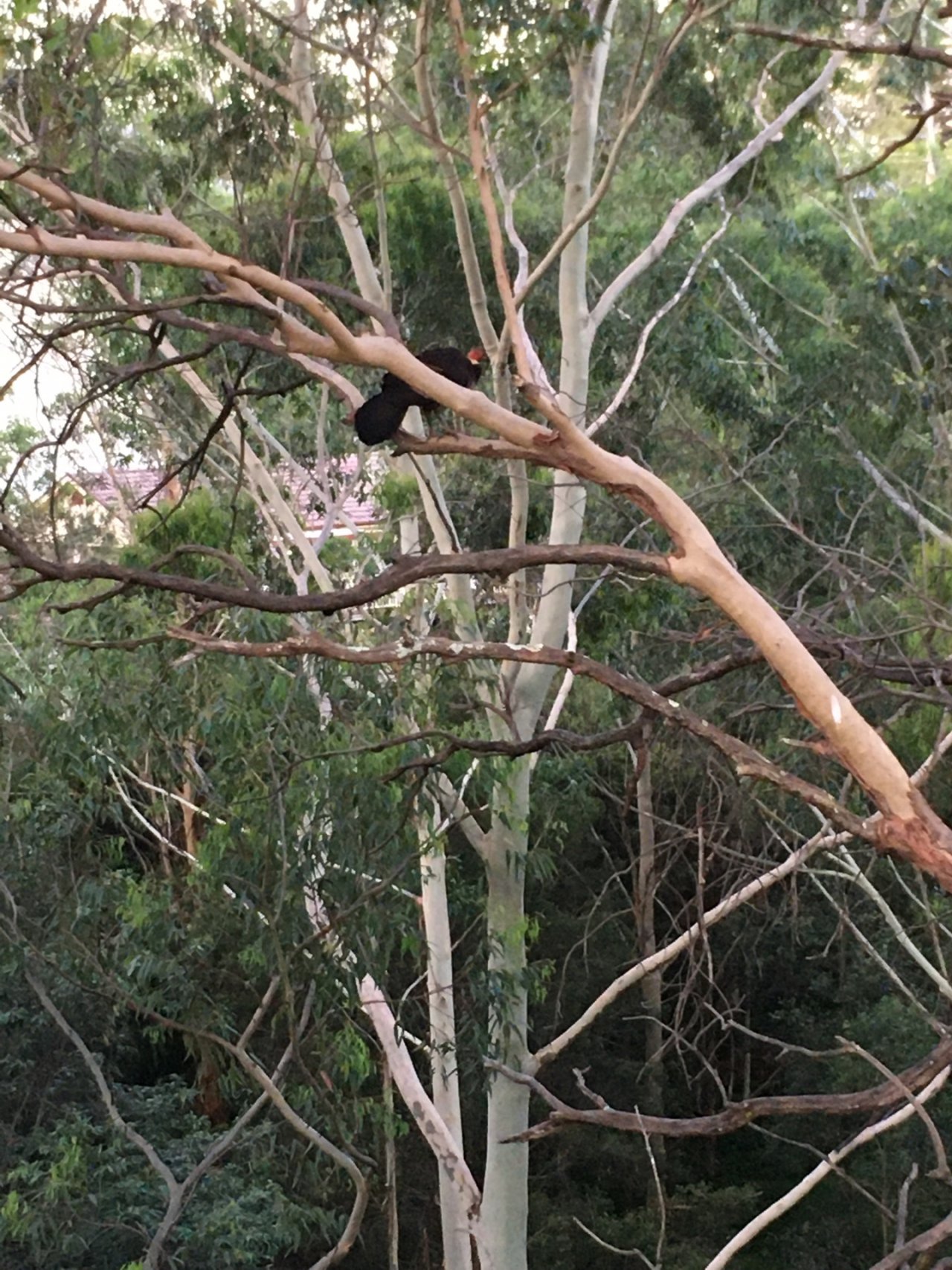 Brush-turkey in Big City Birds App spotted by Margaret Scott on 23.12.2020