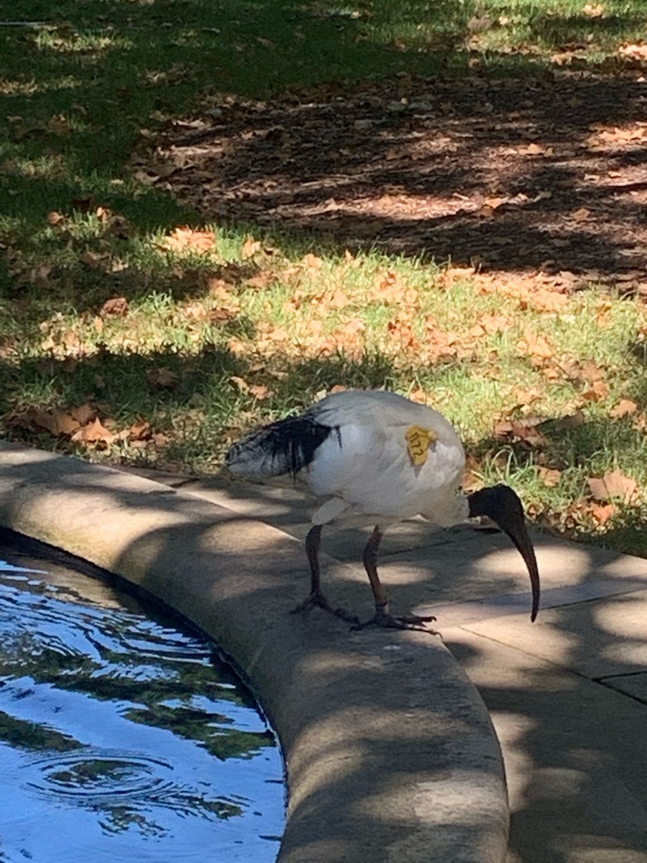 White Ibis in Big City Birds App spotted by Laurie McGuirk on 26.01.2021