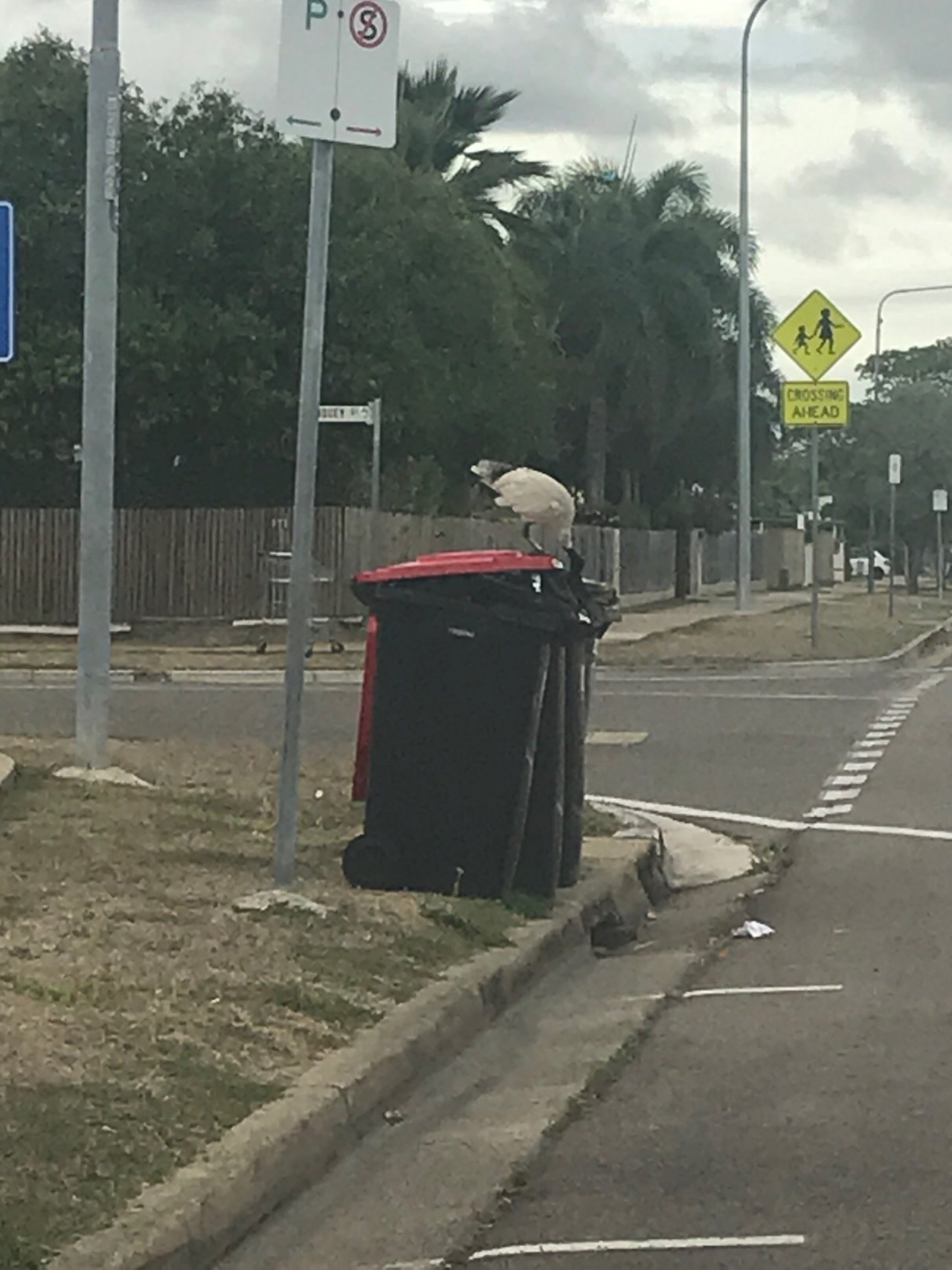 White Ibis in Big City Birds App spotted by ToniJane on 25.12.2020