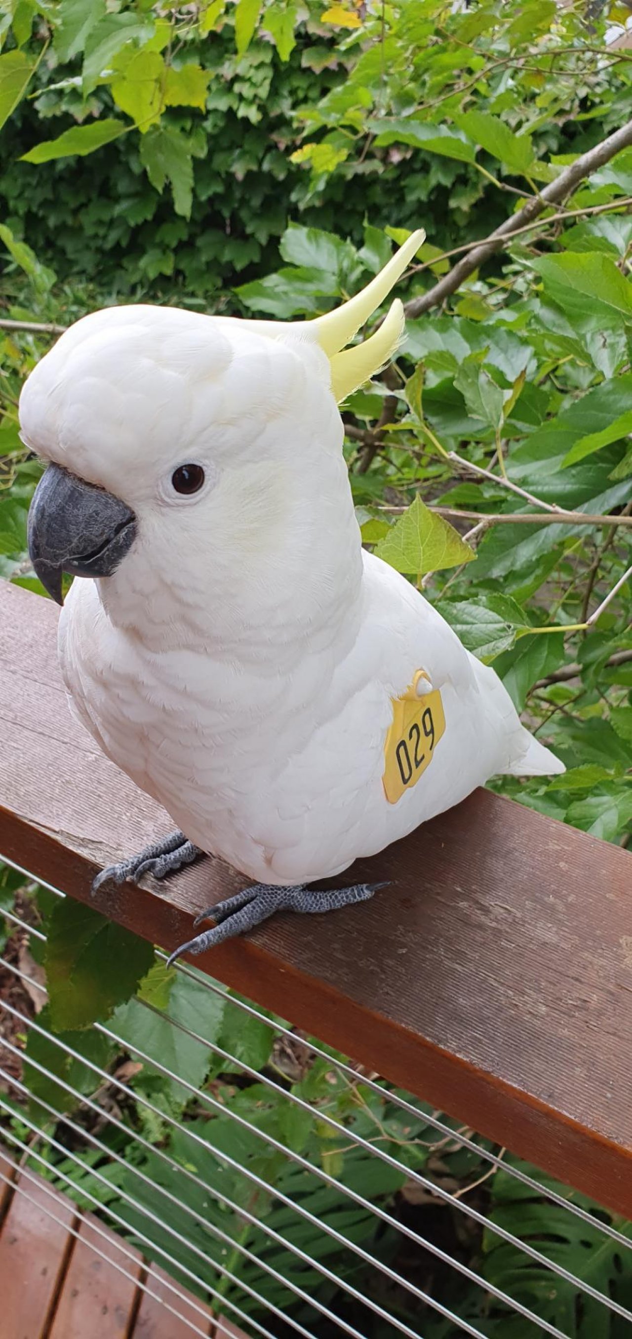 Sulphur-crested Cockatoo in Big City Birds App spotted by Fullersrd on 25.02.2021