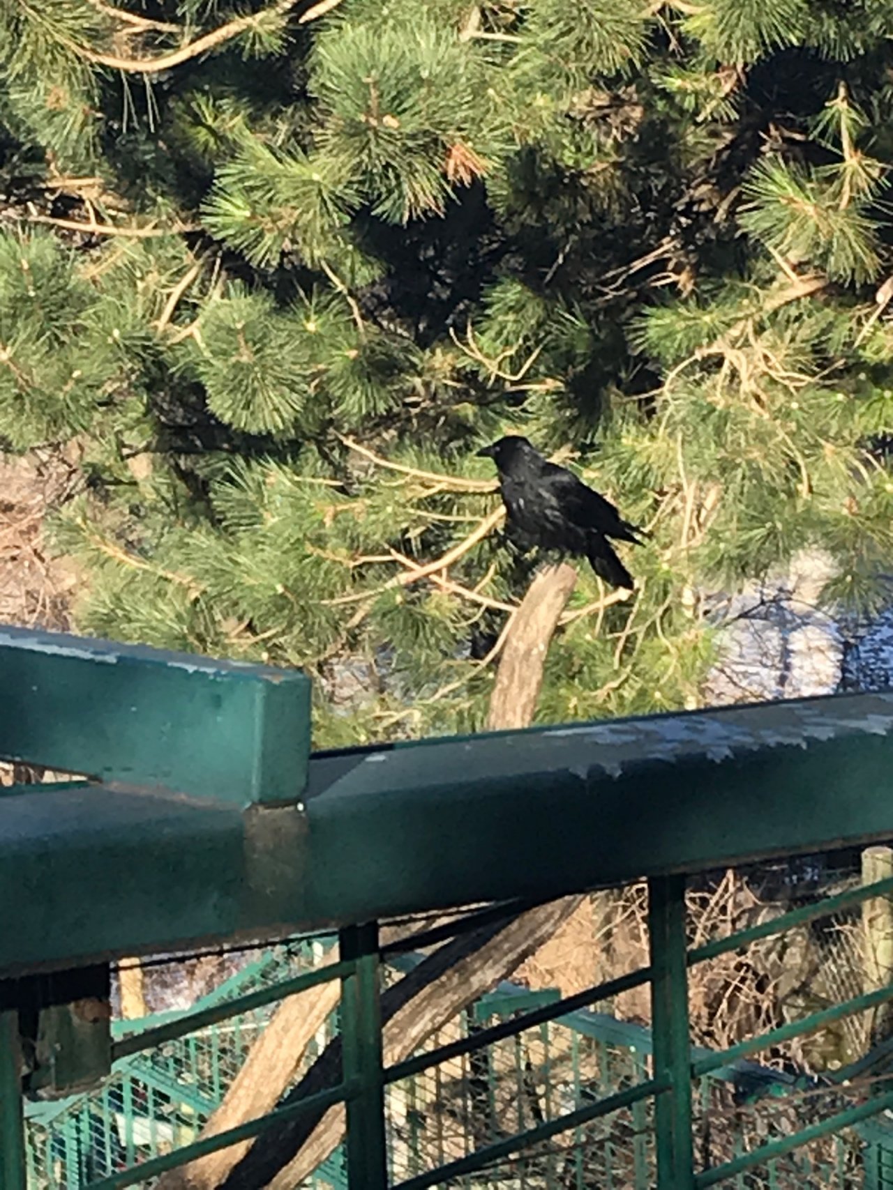 Carrion Crow in KraMobil App spotted by TheMedicineMan on 14.02.2021