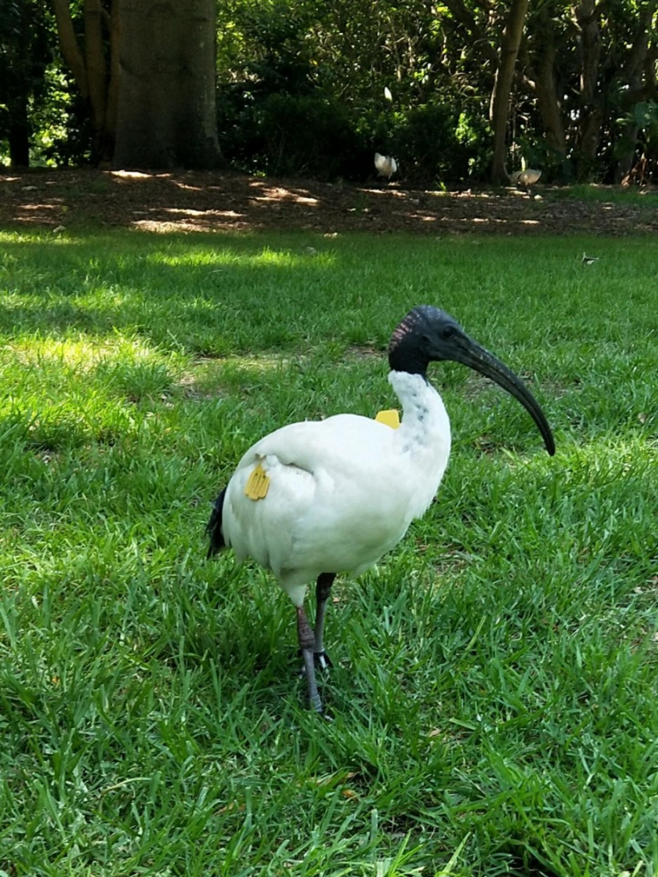 White Ibis in Big City Birds App spotted by Virginia Castellan on 11.02.2021