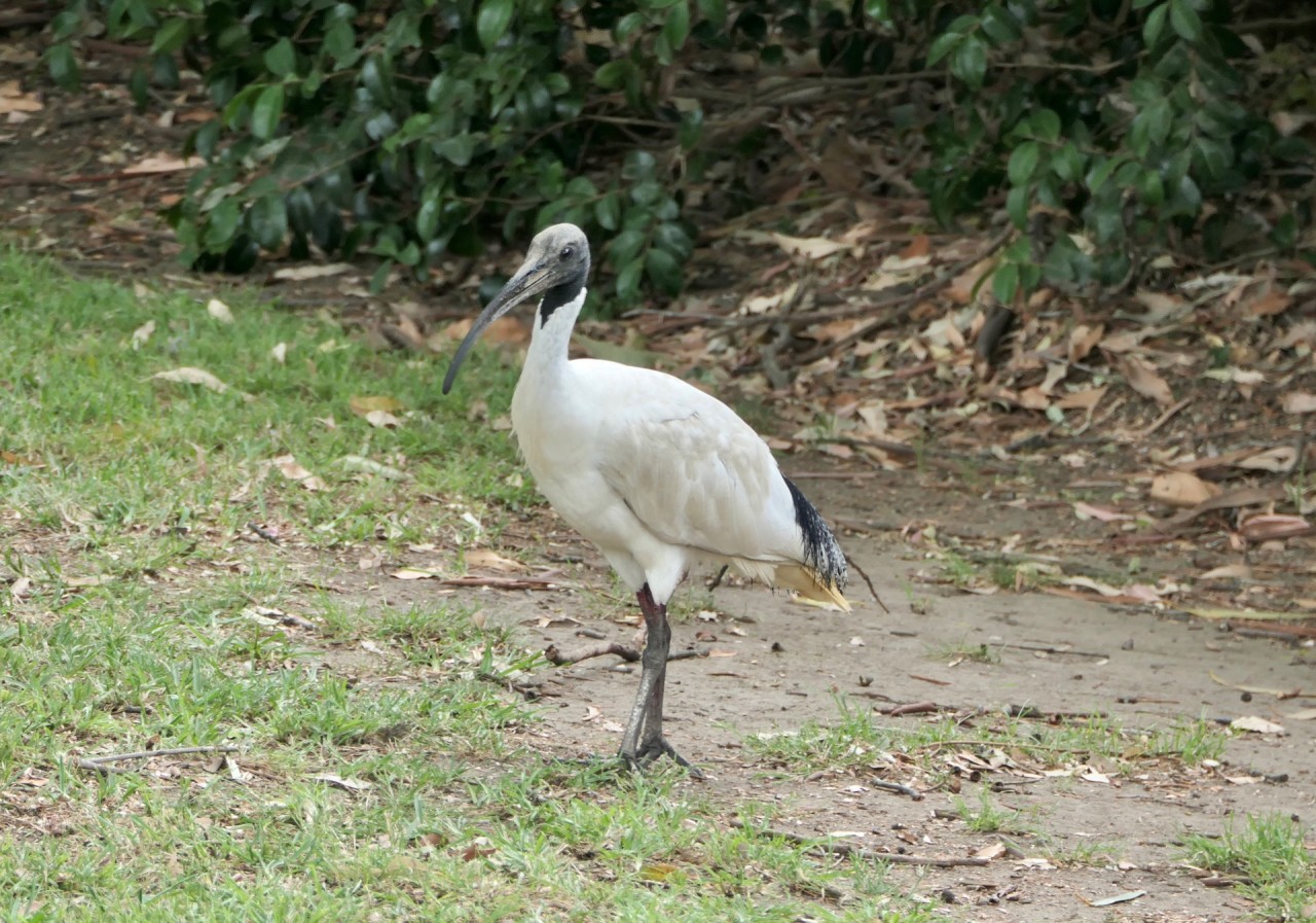White Ibis in Big City Birds App spotted by BigMog on 11.12.2020
