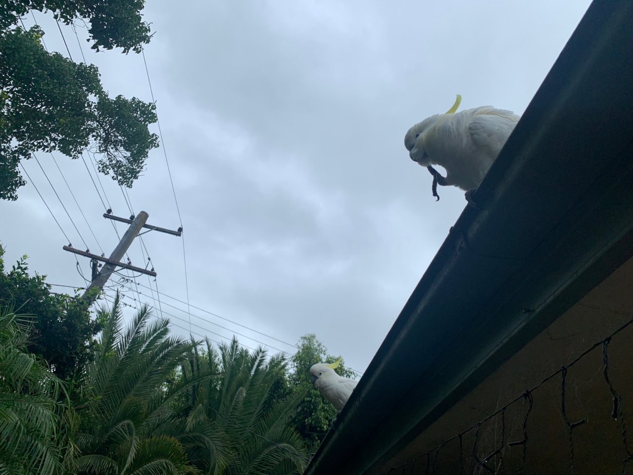 Sulphur-crested Cockatoo in Big City Birds App spotted by Kate Mccann on 24.02.2021