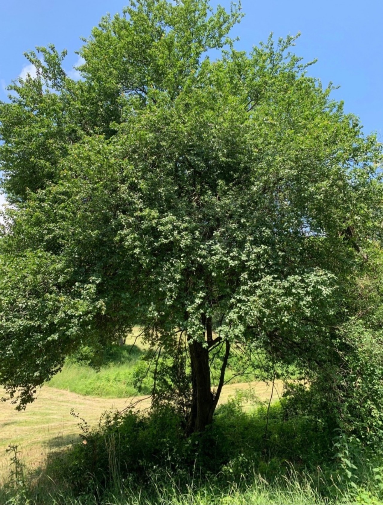 Kriecherl hier reichlich auf einem recht hohen Baum. | Naturkalender App | 