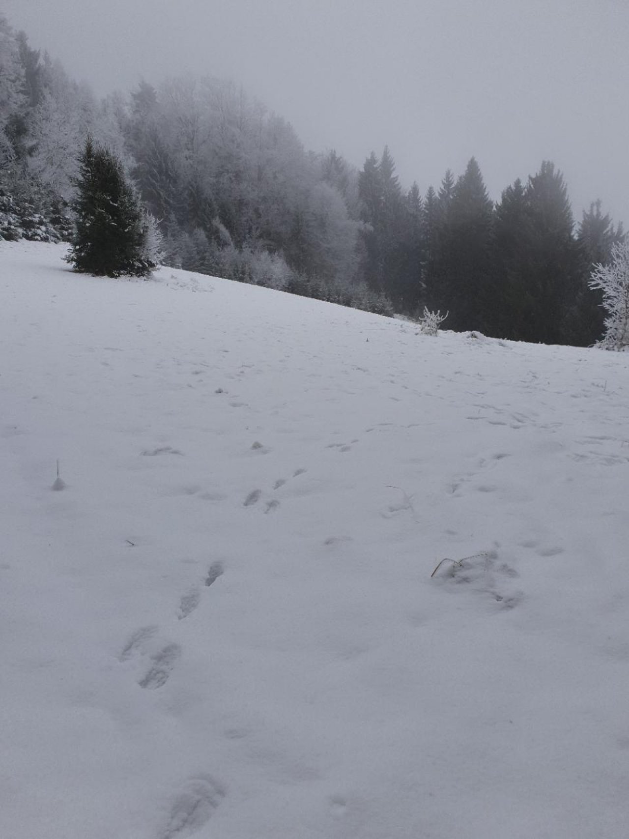 Zusammenhängende Schneedecke in Naturkalender App spotted by Helmut Schaffer on 02.01.2021