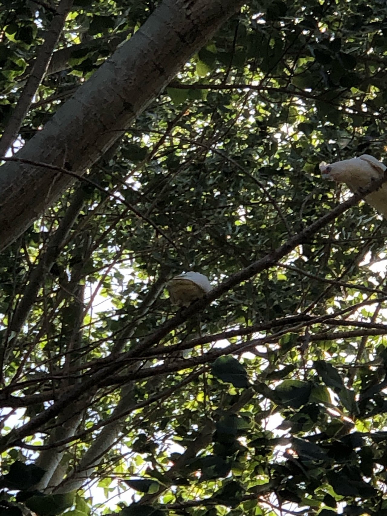 Little Corella in Big City Birds App spotted by BarnOwl24 on 21.12.2020