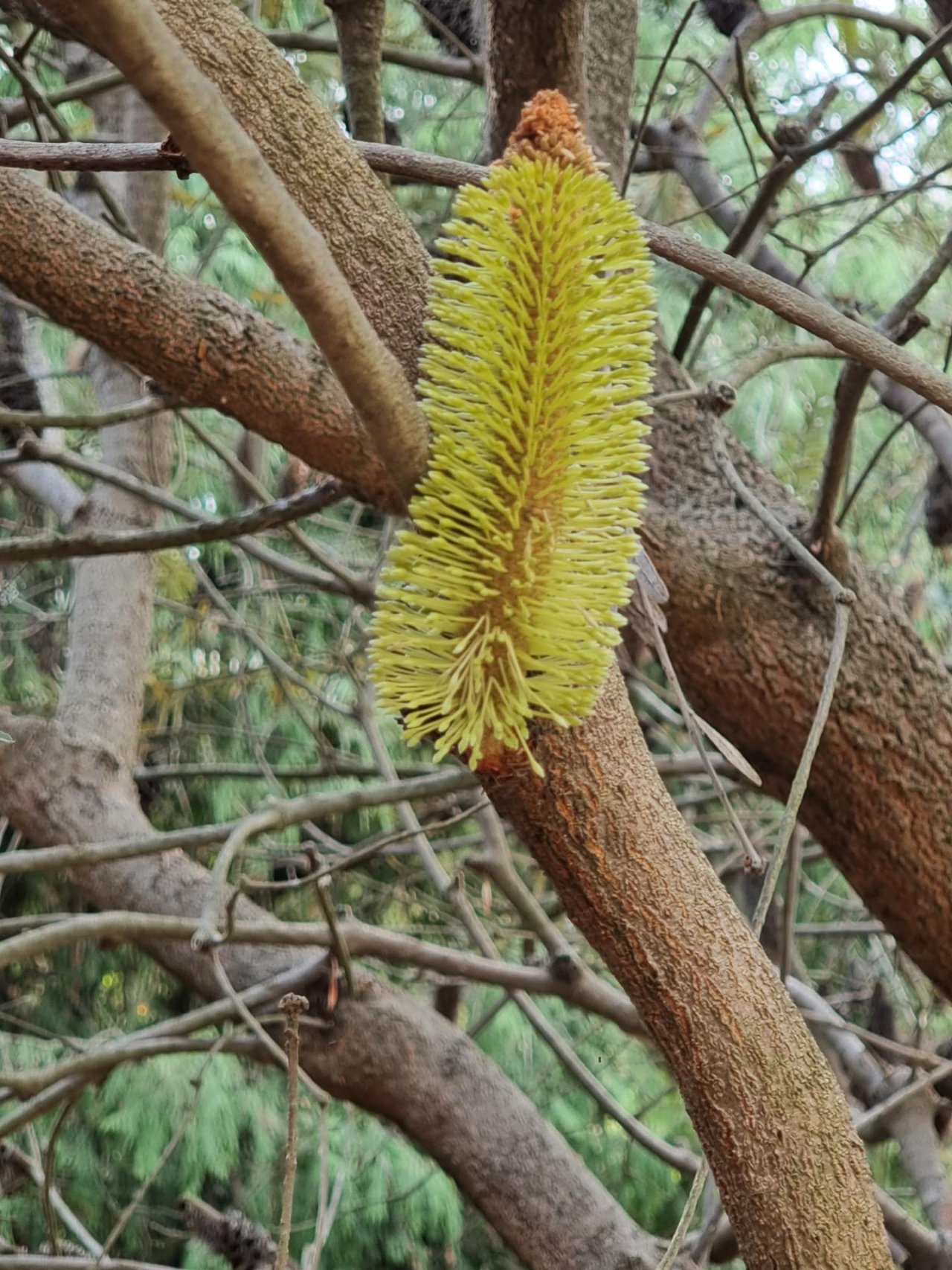 Coastal Banksia in ClimateWatch App spotted by Lea Levy on 11.03.2021
