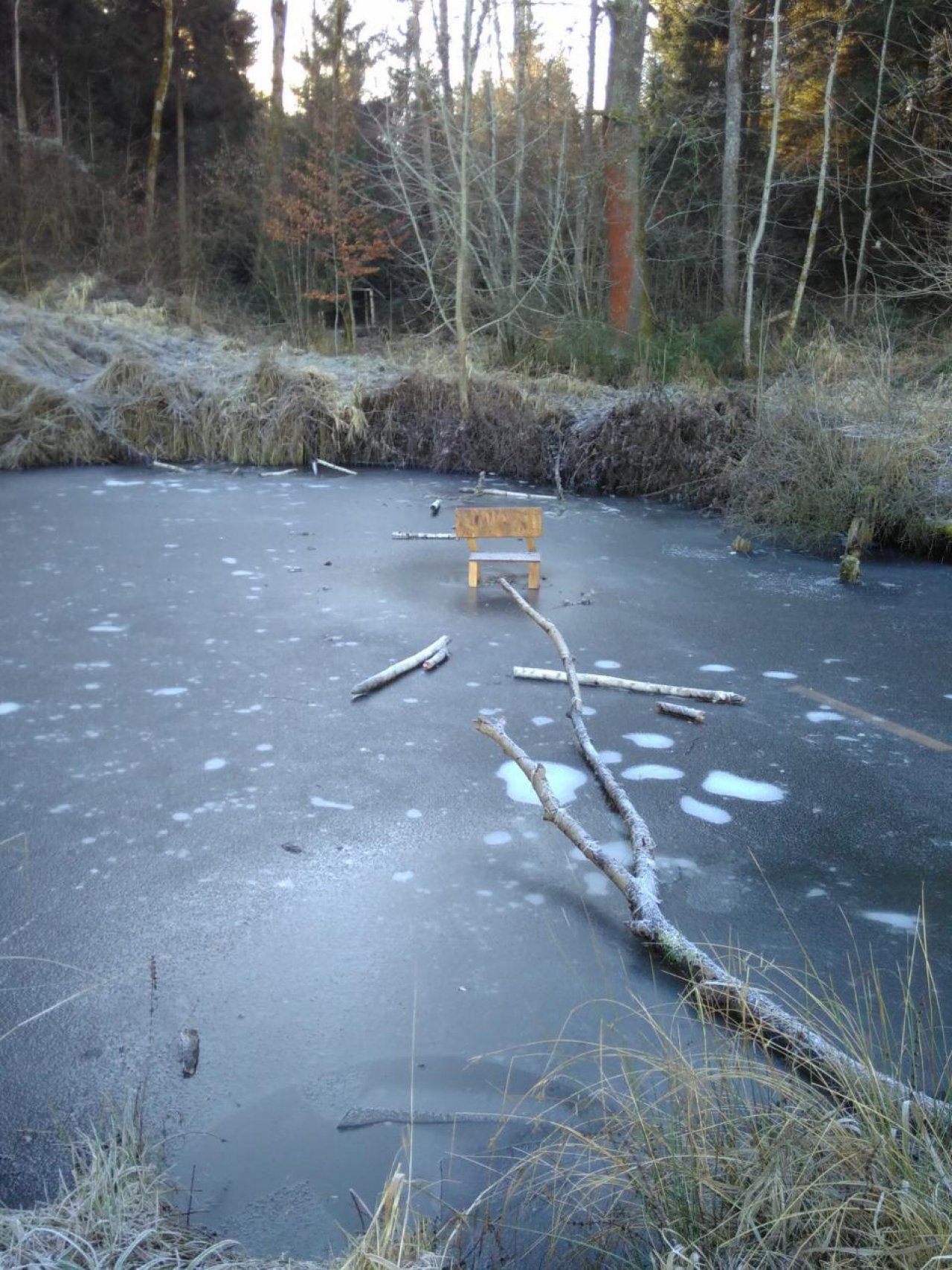 Eis auf Bächen und Teichen in Naturkalender App spotted by Doris Stampfer on 31.12.2020