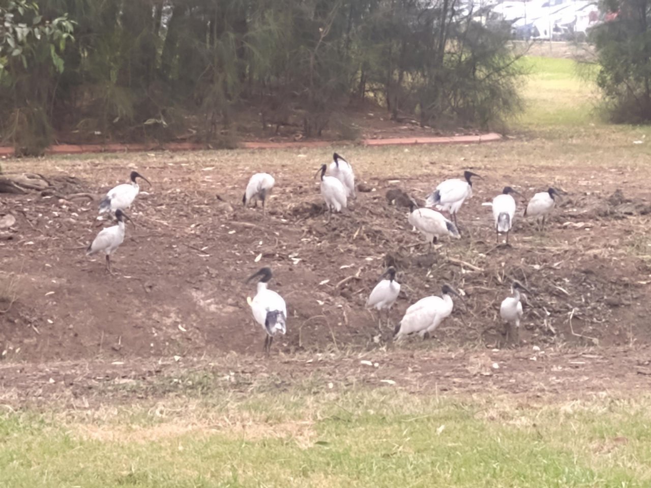 White Ibis in Big City Birds App spotted by Anna on 09.03.2021