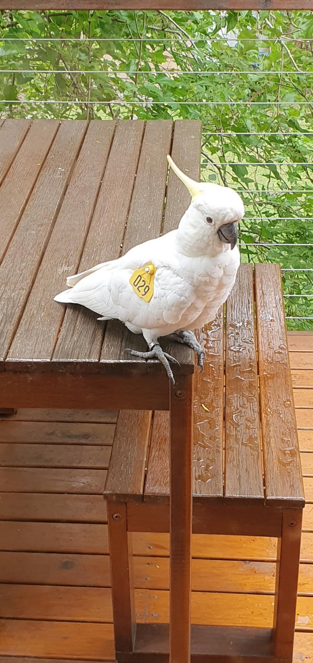 Sulphur-crested Cockatoo in Big City Birds App spotted by Fullersrd on 25.12.2020