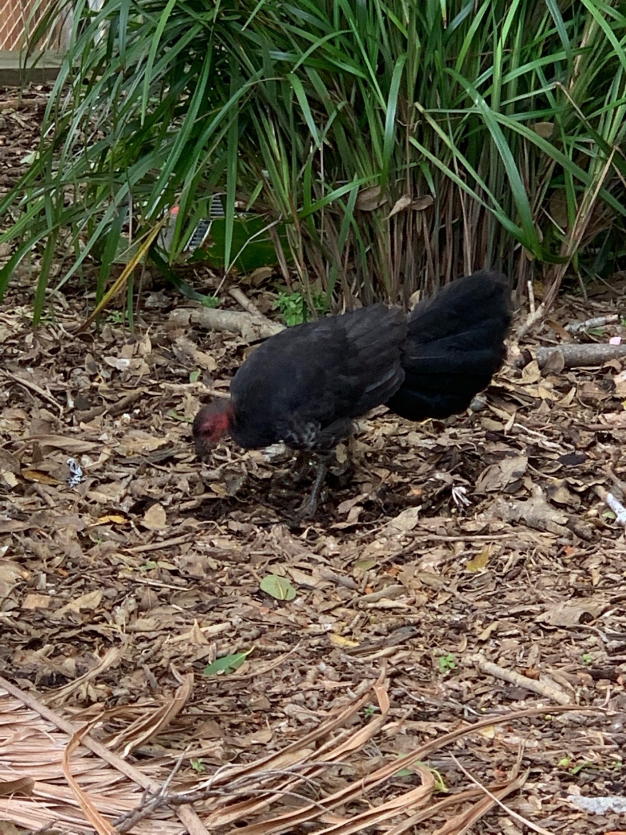 Brush-turkey in Big City Birds App spotted by John Martin on 16.02.2021