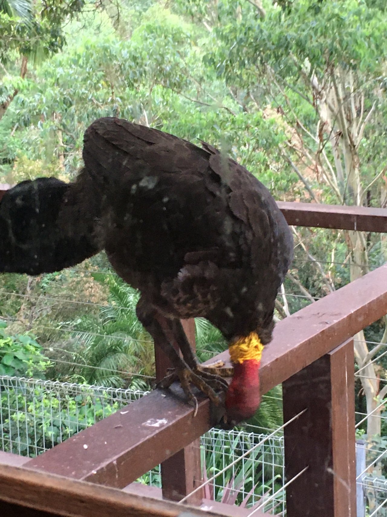 Brush-turkey in Big City Birds App spotted by Margaret Scott on 04.01.2021