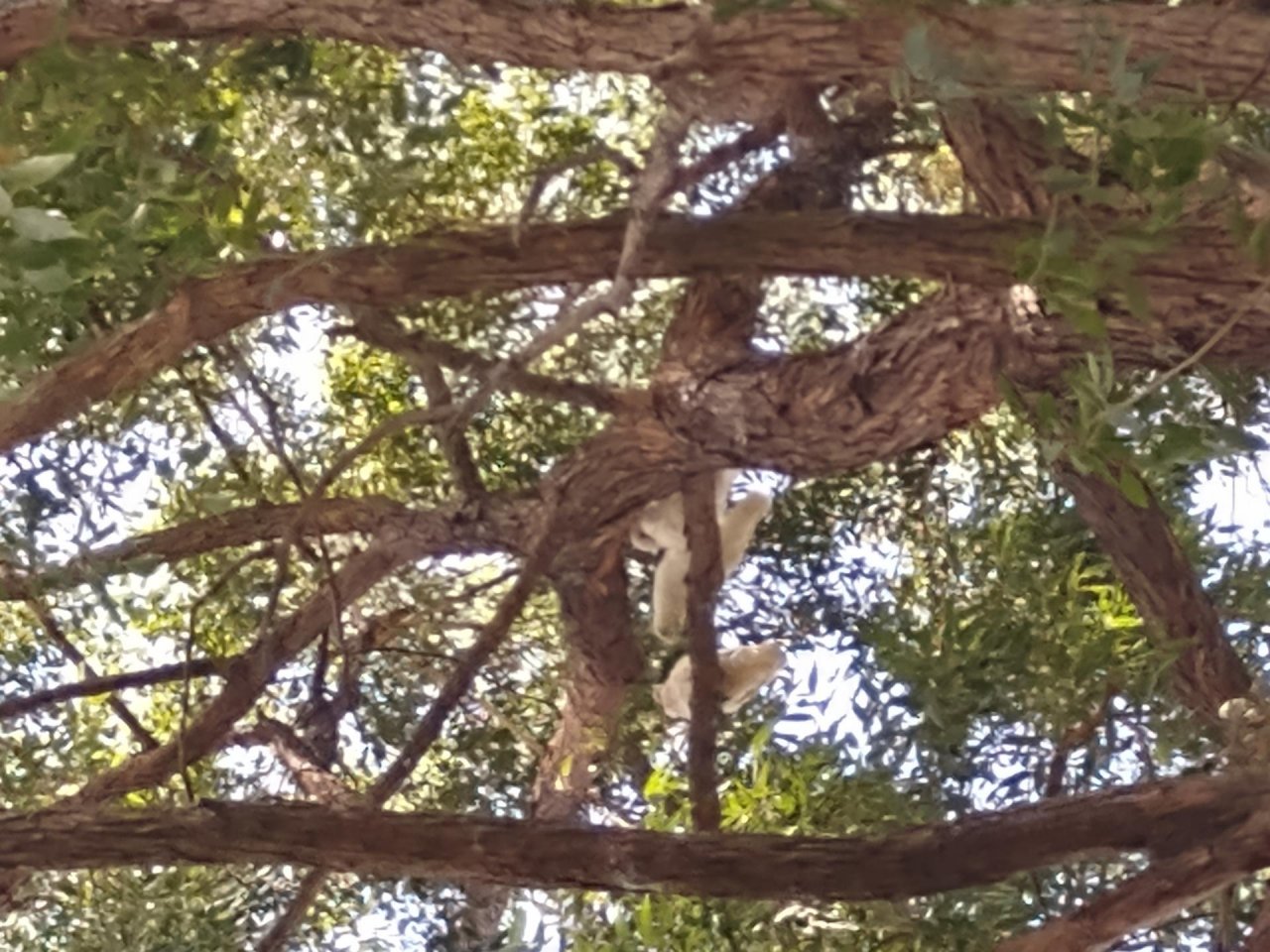 Little Corella in Big City Birds App spotted by Anna on 02.03.2021