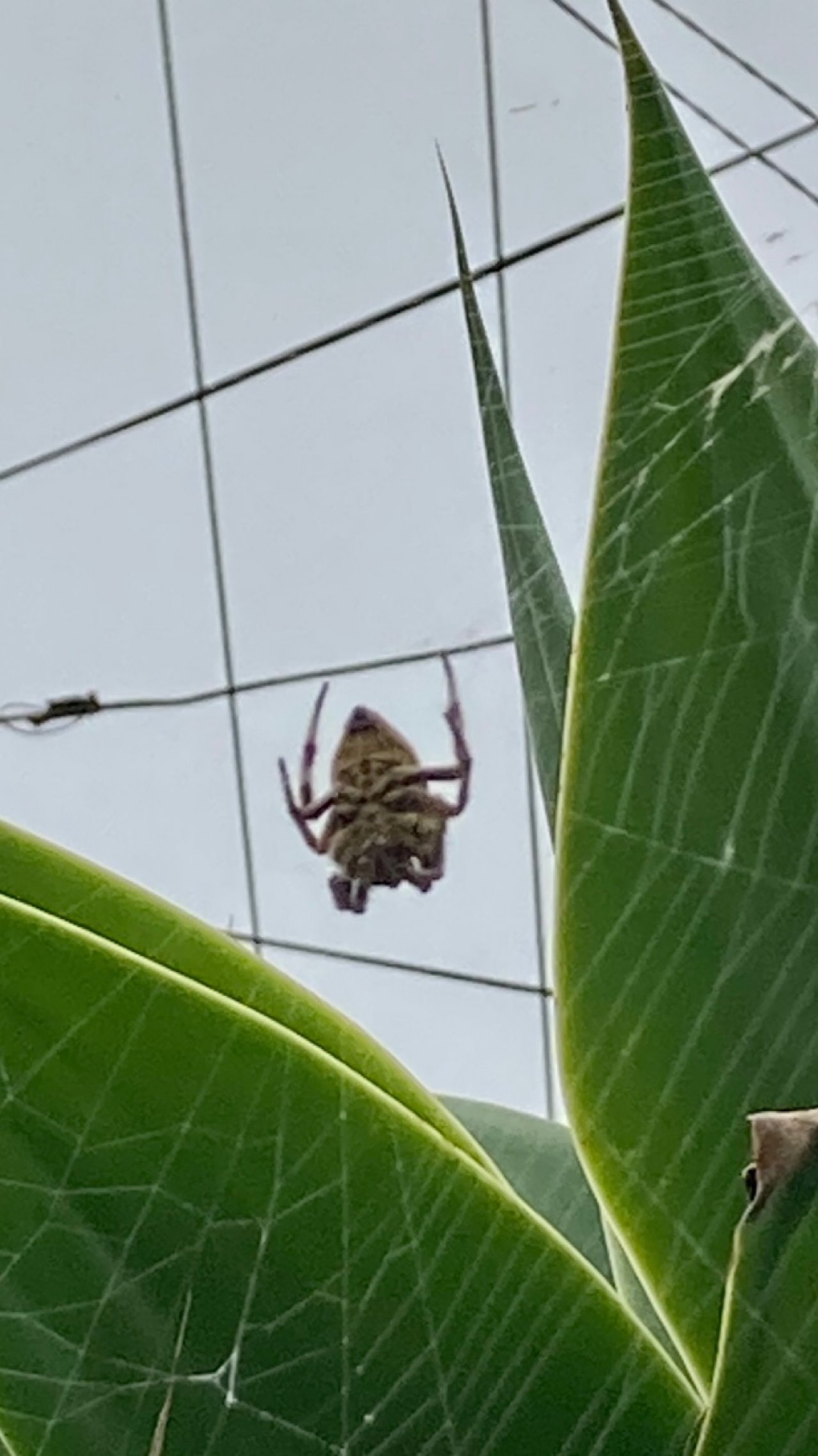 other species in SpiderSpotter App spotted by ednaward on 31.12.2020