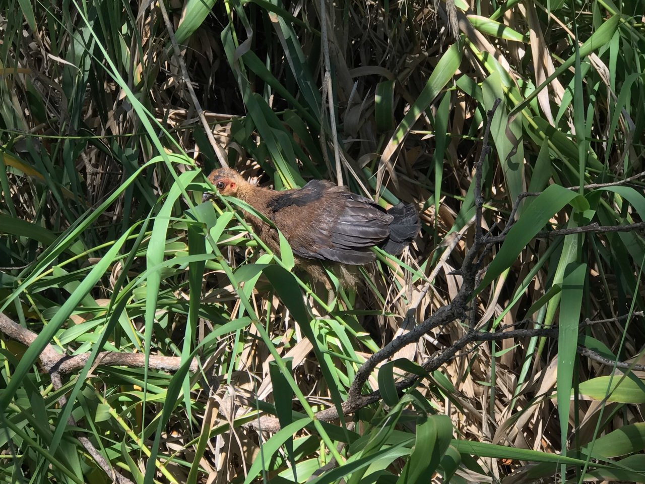 Brush-turkey in Big City Birds App spotted by Zoe on 27.12.2020