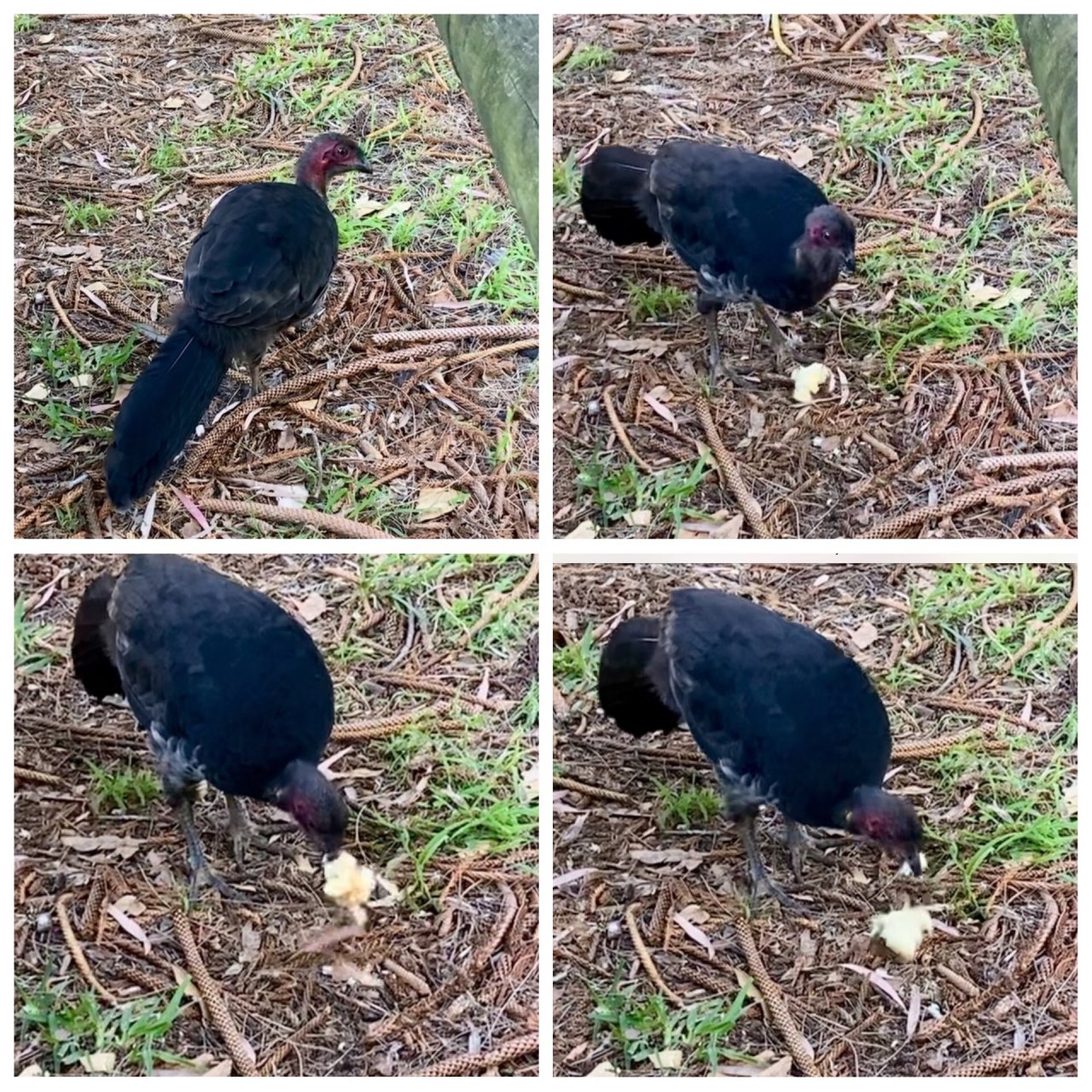 Brush-turkey in Big City Birds App spotted by ednaward on 26.01.2021